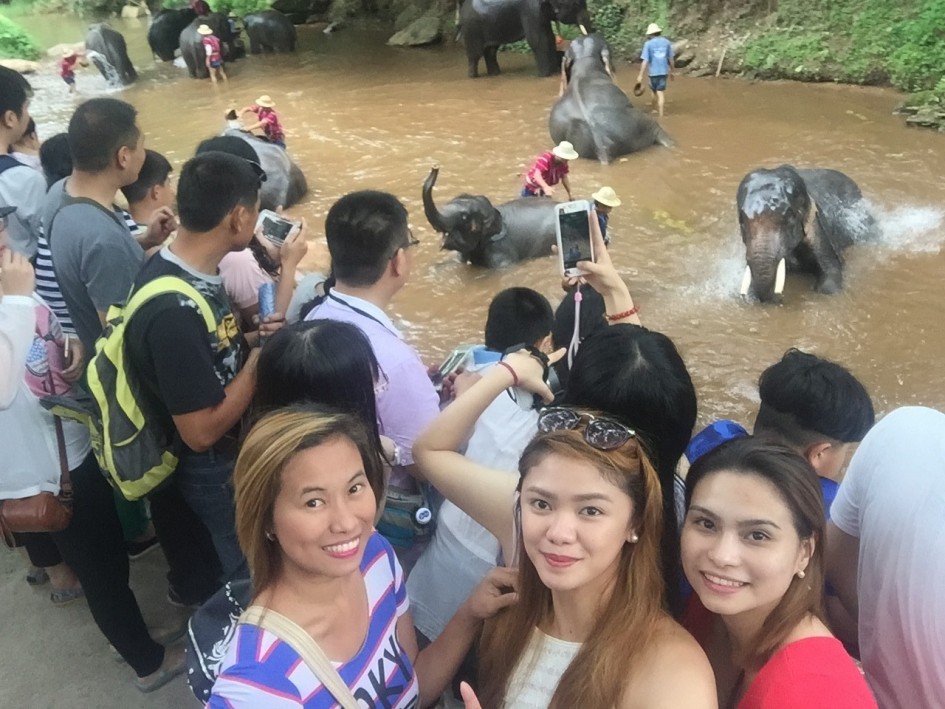 Elephant show