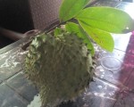 Soursop