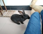 MR. Rabbit