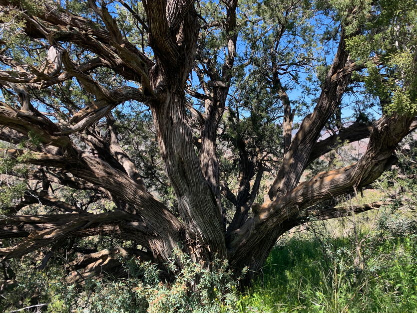 This juniper has seen a few generations of bipeds come and go.