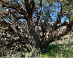 This juniper has seen a few generations of bipeds come and go.