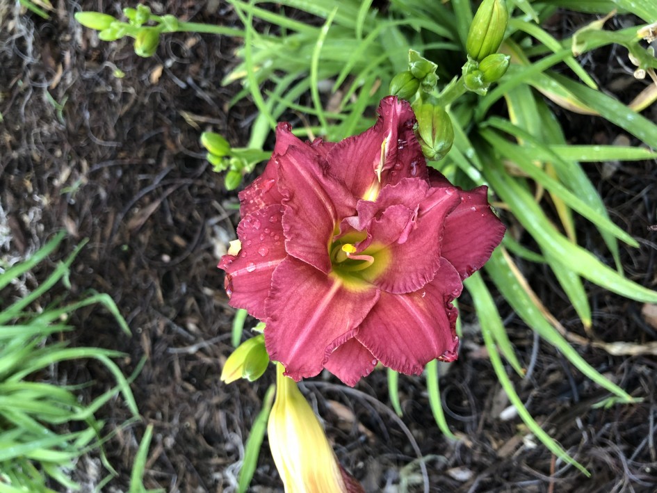 Flowers in front of my house.