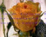GOD IS LOVE-Howard Higashi-karaoke-With Lyrics