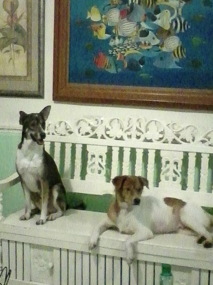 Rocky and Vivor