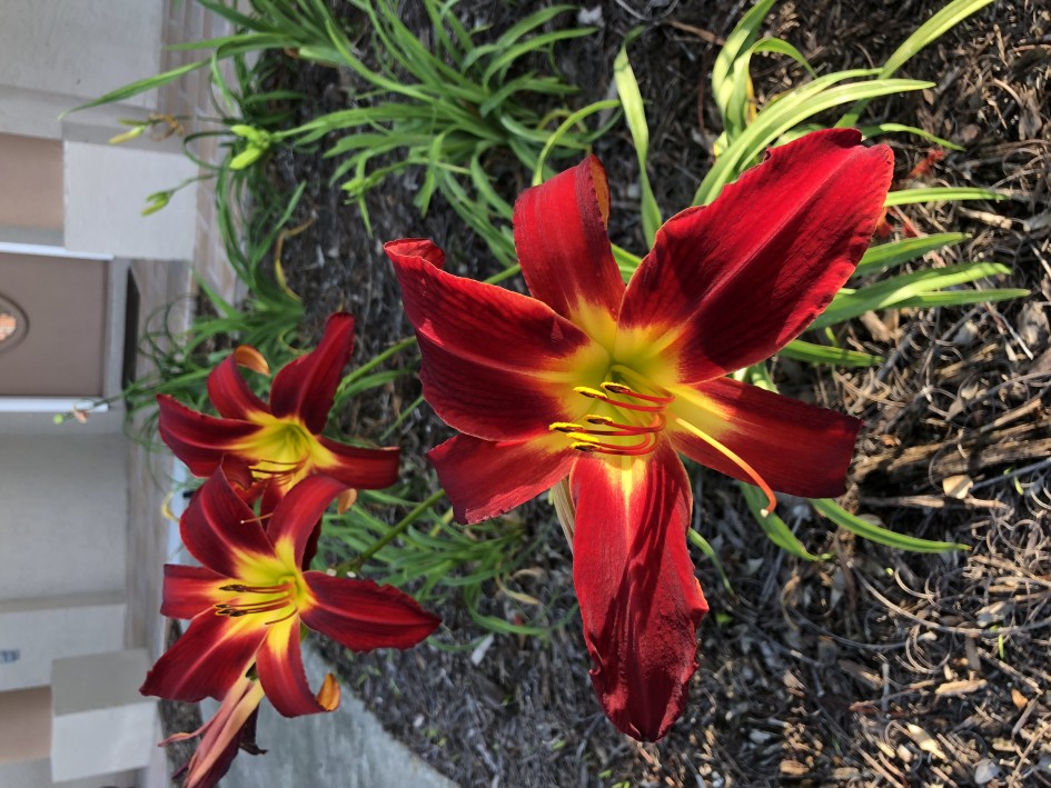 Flowers in front of my house.