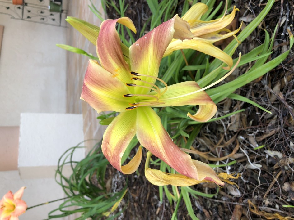 Flowers in front of my house.